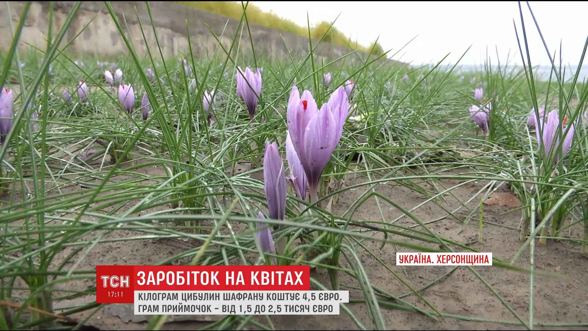 Георгины - выращивание из семян Образцовая Усадьба 39 Георгины - выращивание из семян Образцовая Усадьба 99