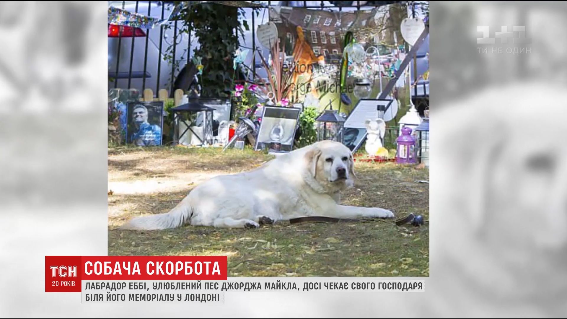 Пес Джорджа Майкла до сих пор ждет своего хозяина у его мемориала в Лондоне  (видео) | УНИАН