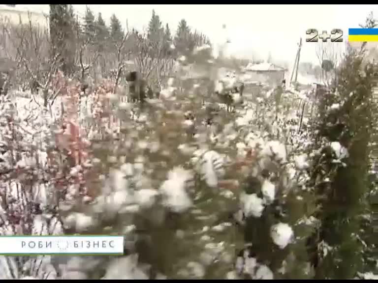 Як обрати правильну ялинку на Новий Рік