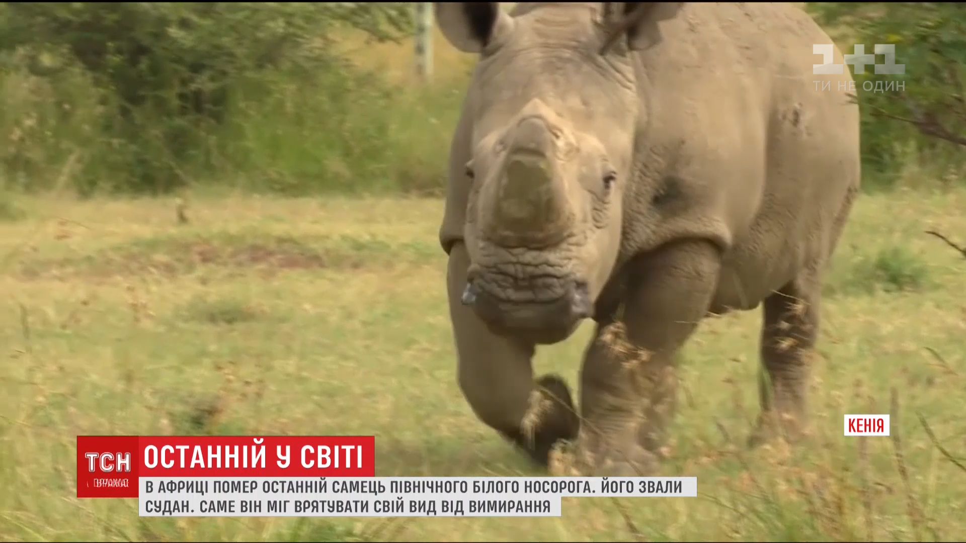 В Африке умер последние белый носорог