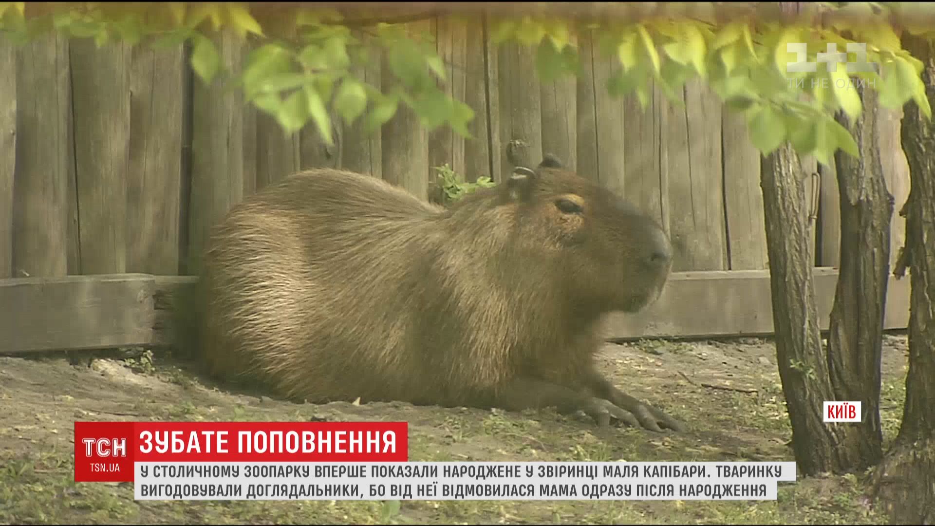 В Киевском зоопарке впервые показали новорожденного капибару - Жизнь -  Главред