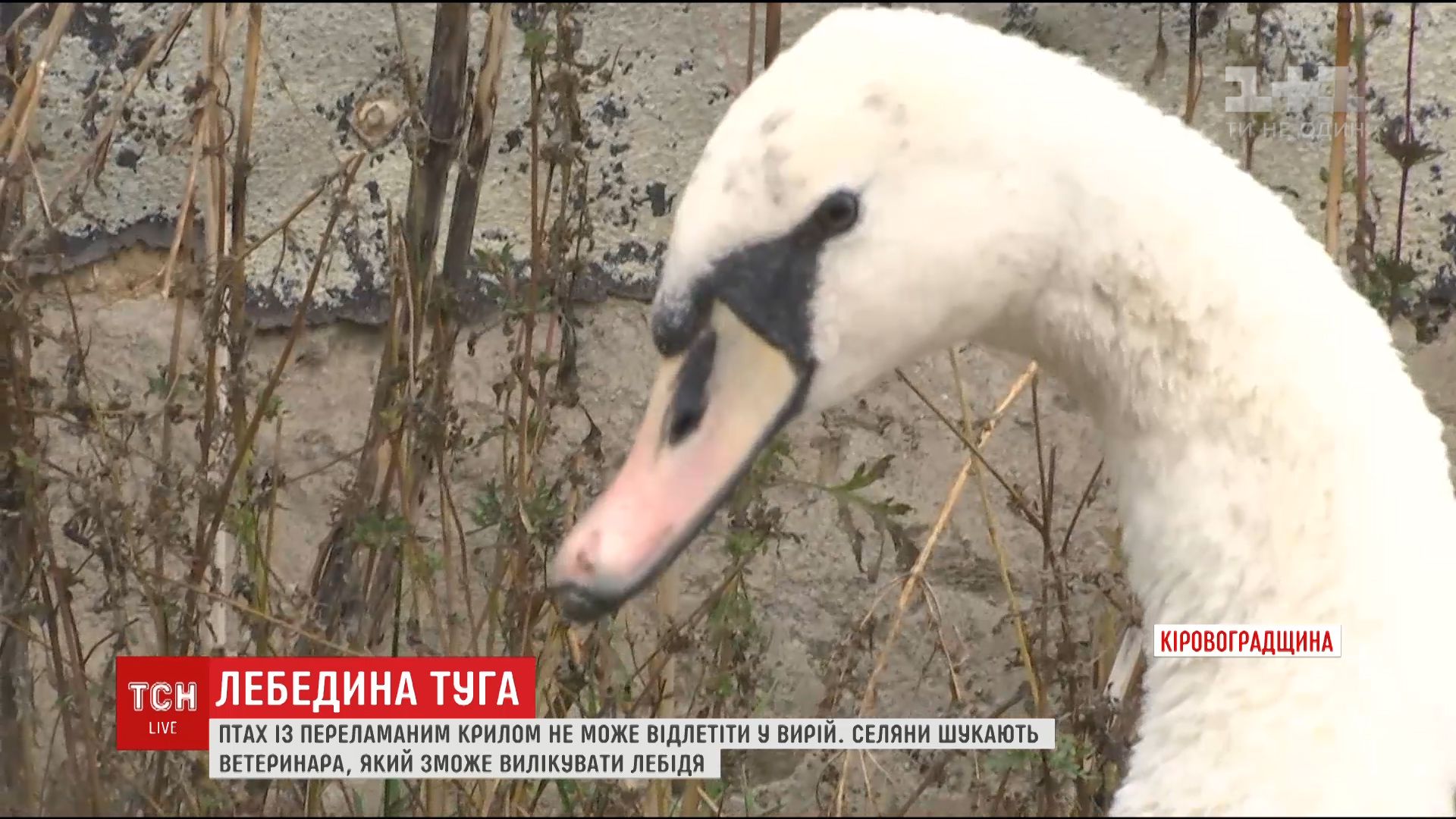 На Кировоградщине загрустил спасенный лебедь