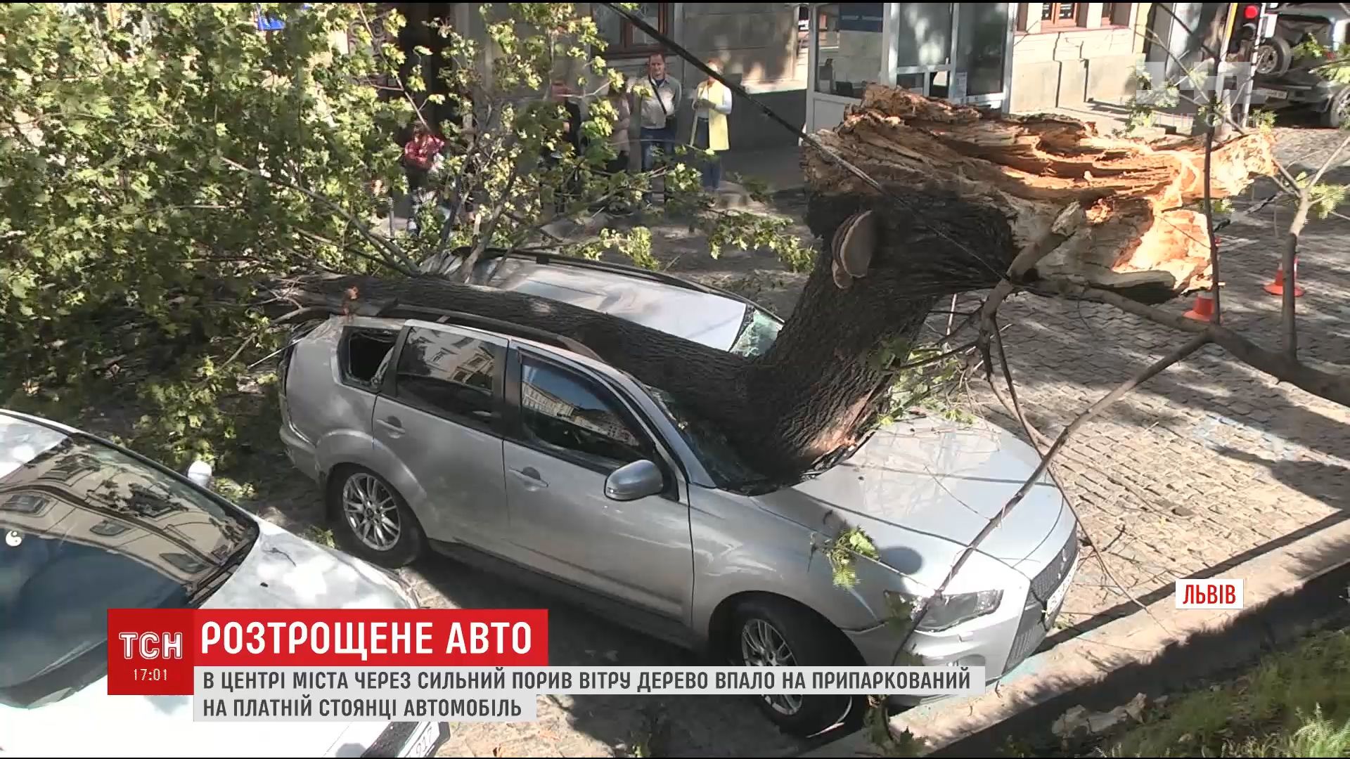 Во Львове дерево разбило автомобиль, припаркованный в центре города