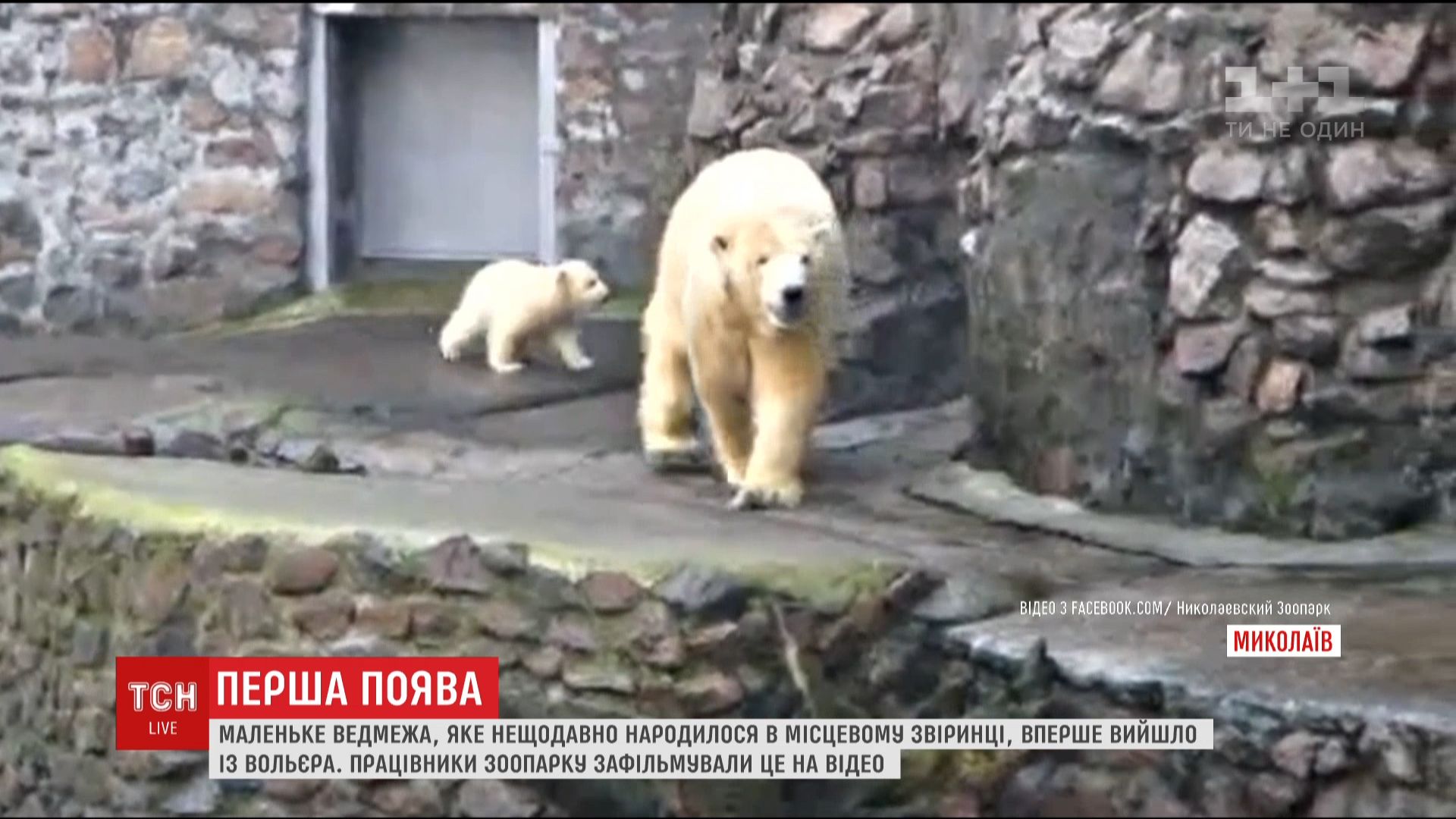 Маленький белый медвежонок впервые вышел из вольера на улицу в Николаевском  зоопарке