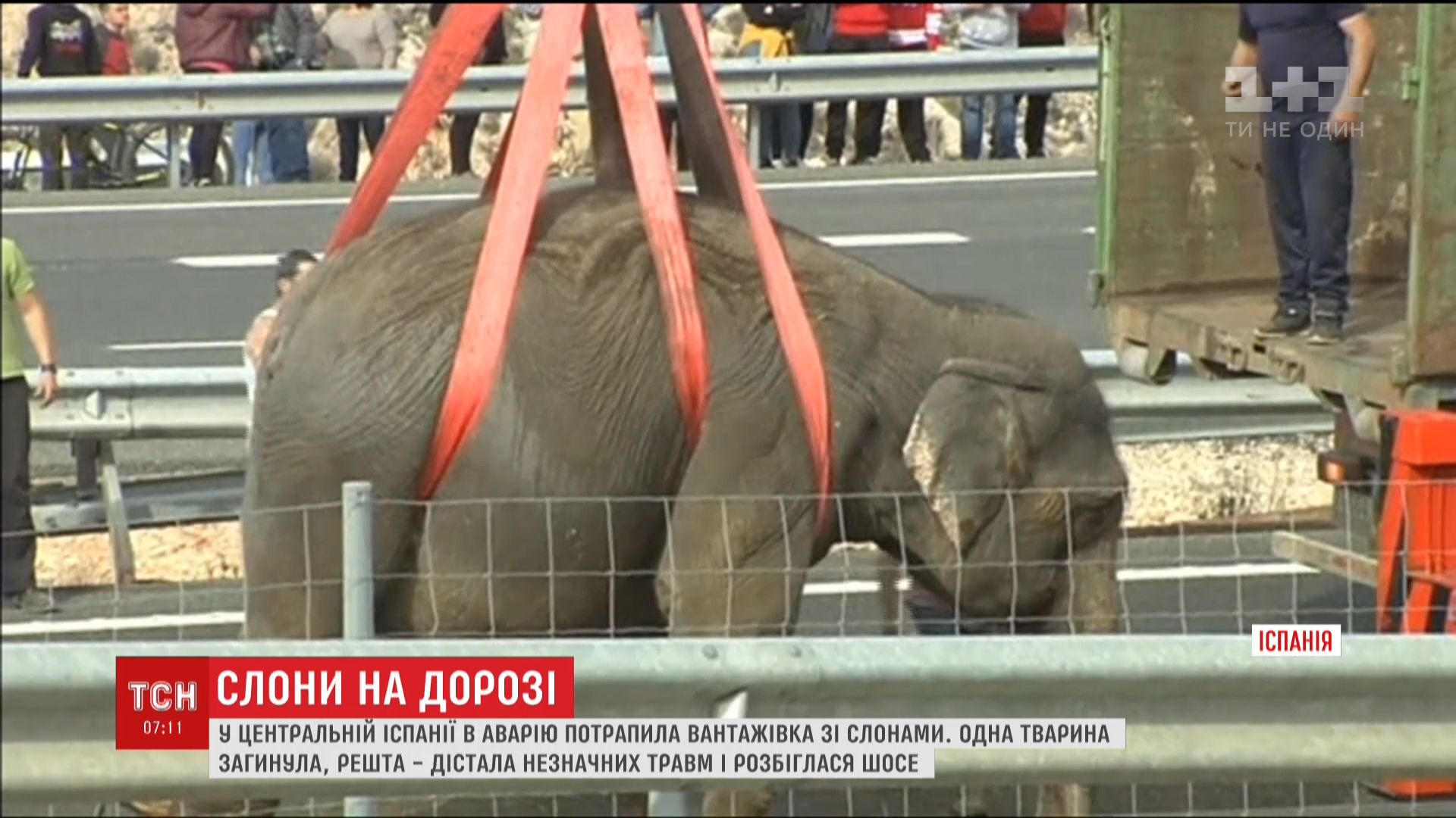 В Центральной Испании перевернулся грузовик с пятью слонами внутри