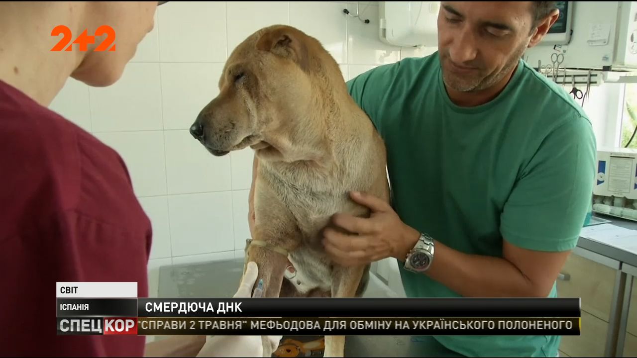 В іспанській Малазі створюють базу даних ДНК собак, аби розшукувати несумлінних власників