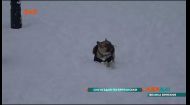 На Туманном Альбионе снег и морозы вызвали на дорогах сплошной коллапс