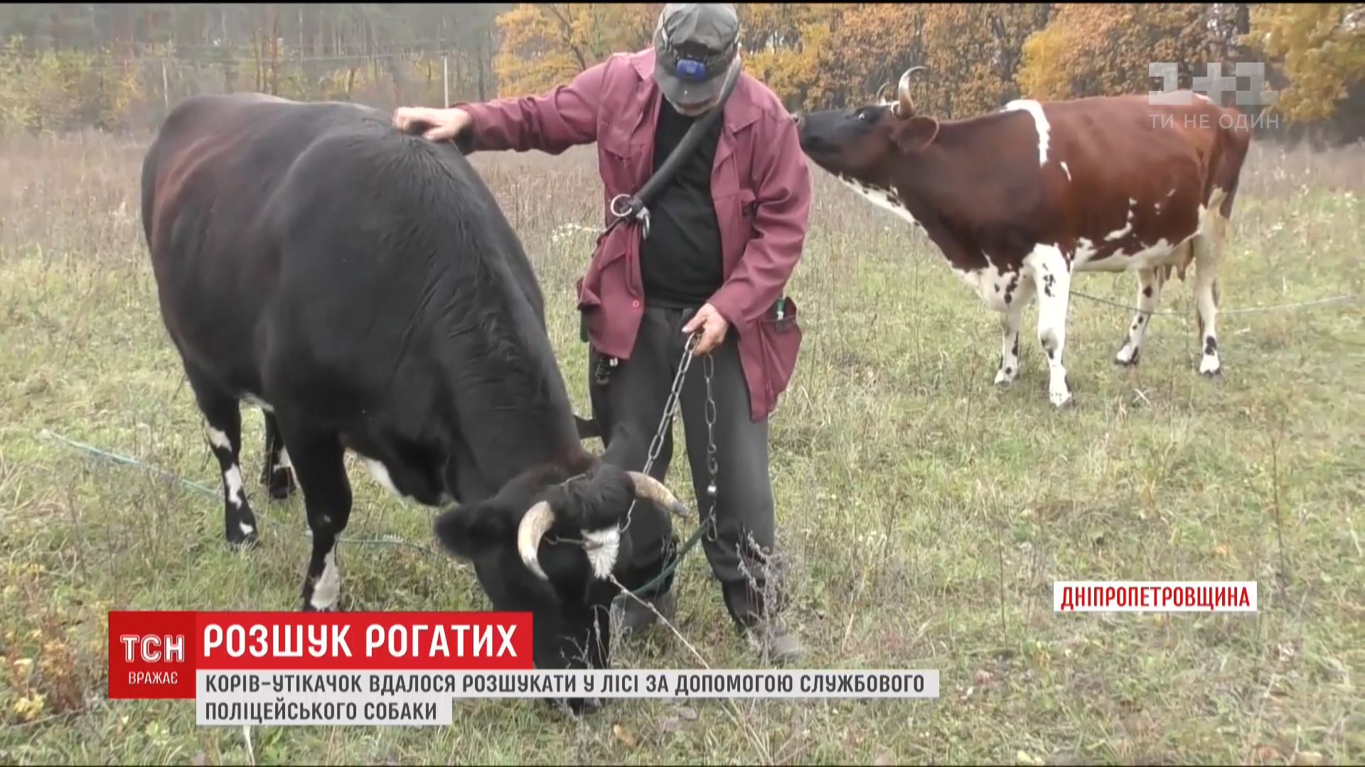 На Днепропетровщине сбежавших коров разыскали с помощью служебной собаки