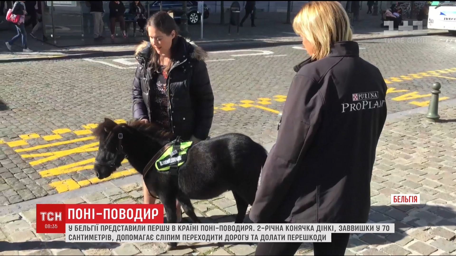 В Бельгии представили первого в стране пони-поводыря