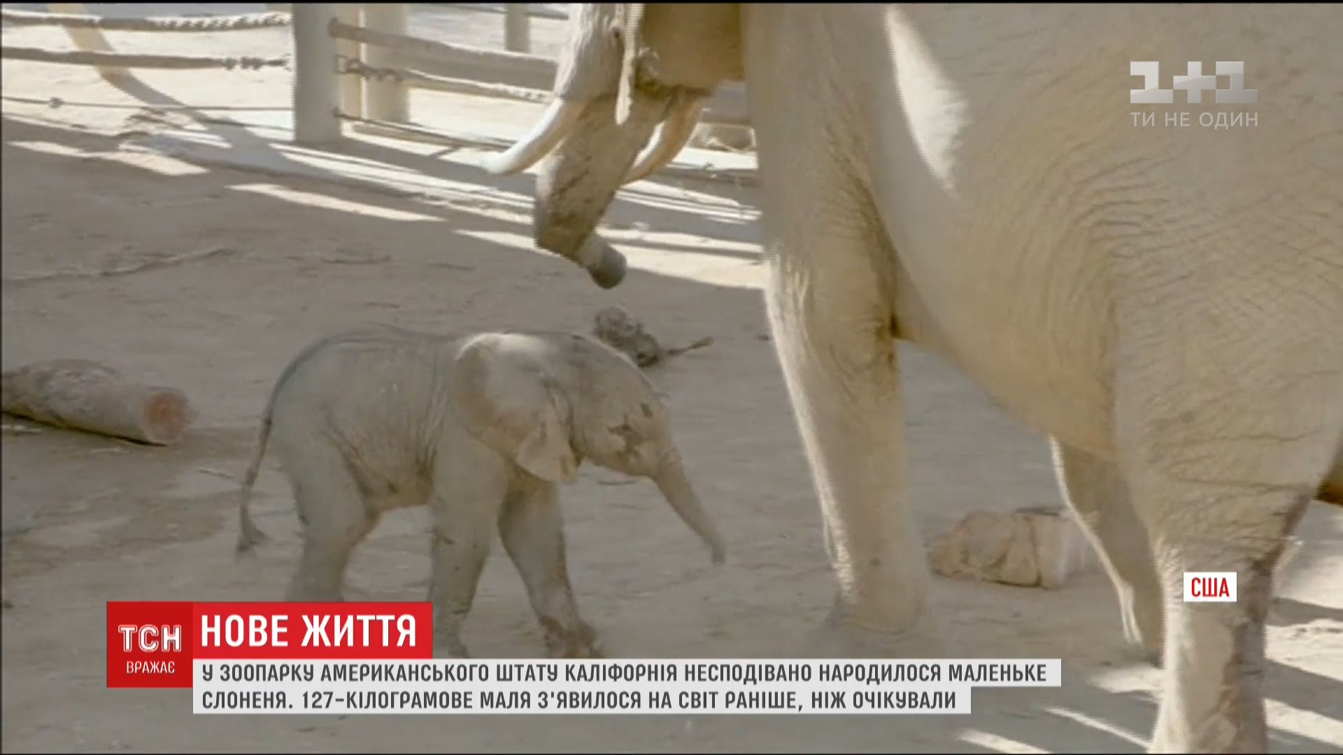 В калифорнийском зоопарке родился маленький слоненок (видео) | УНИАН