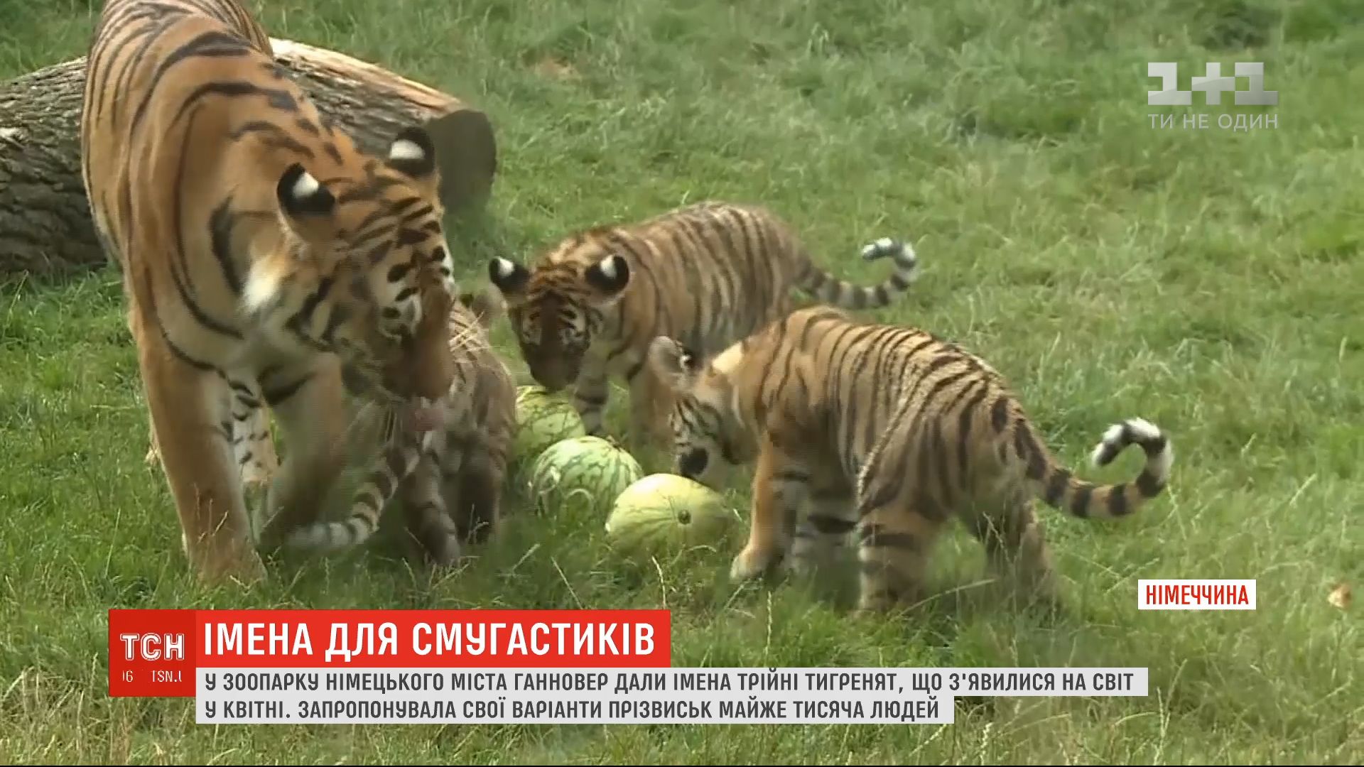 В Ганноверском зоопарке дали имена тройне тигрят, родившихся в апреле