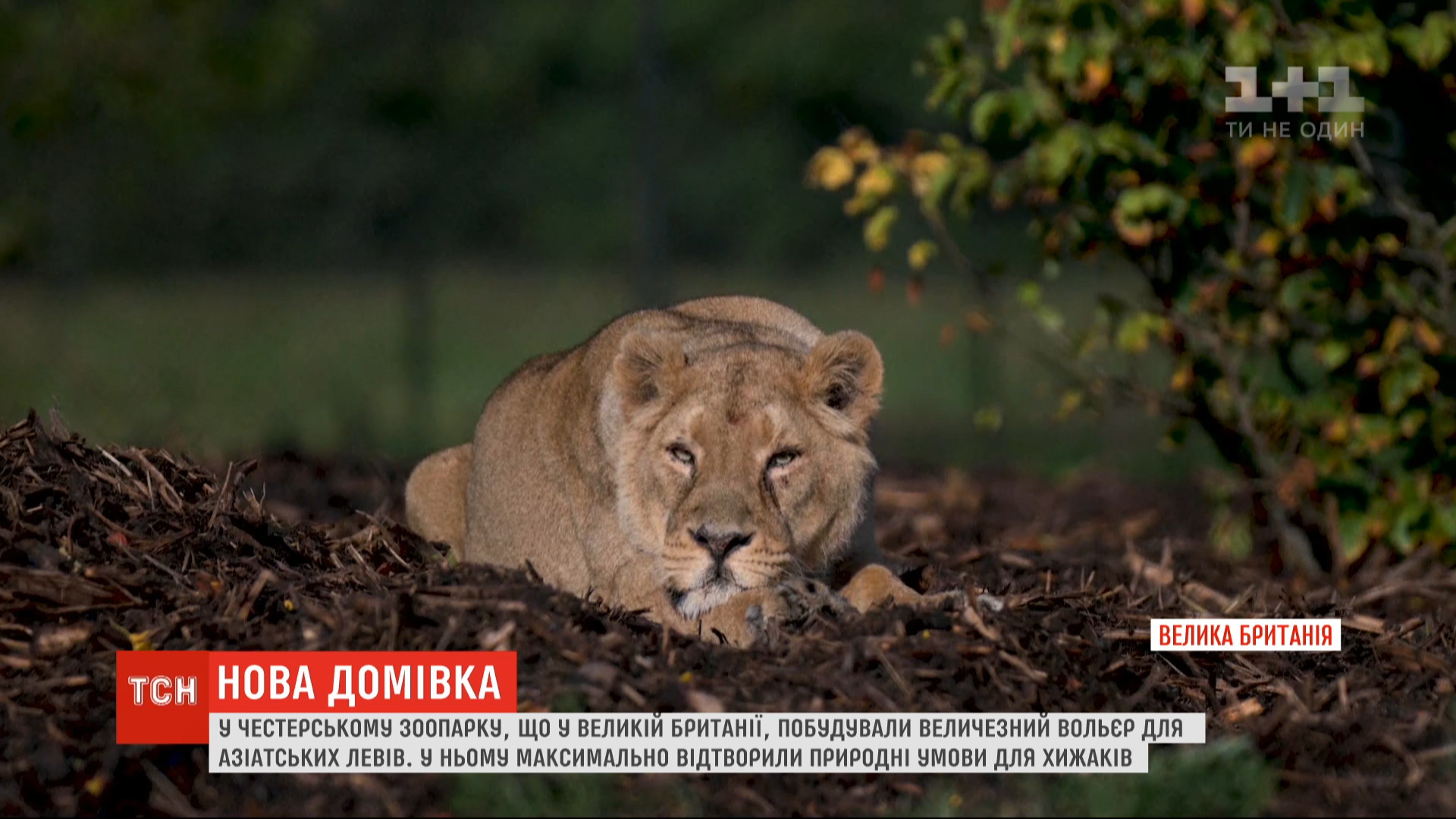 Для азиатских львов открыли вольер, максимально приближенный к условиям  дикой природы (видео) | УНИАН