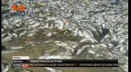 У Каневі в річці з невідомих причин масово гине риба