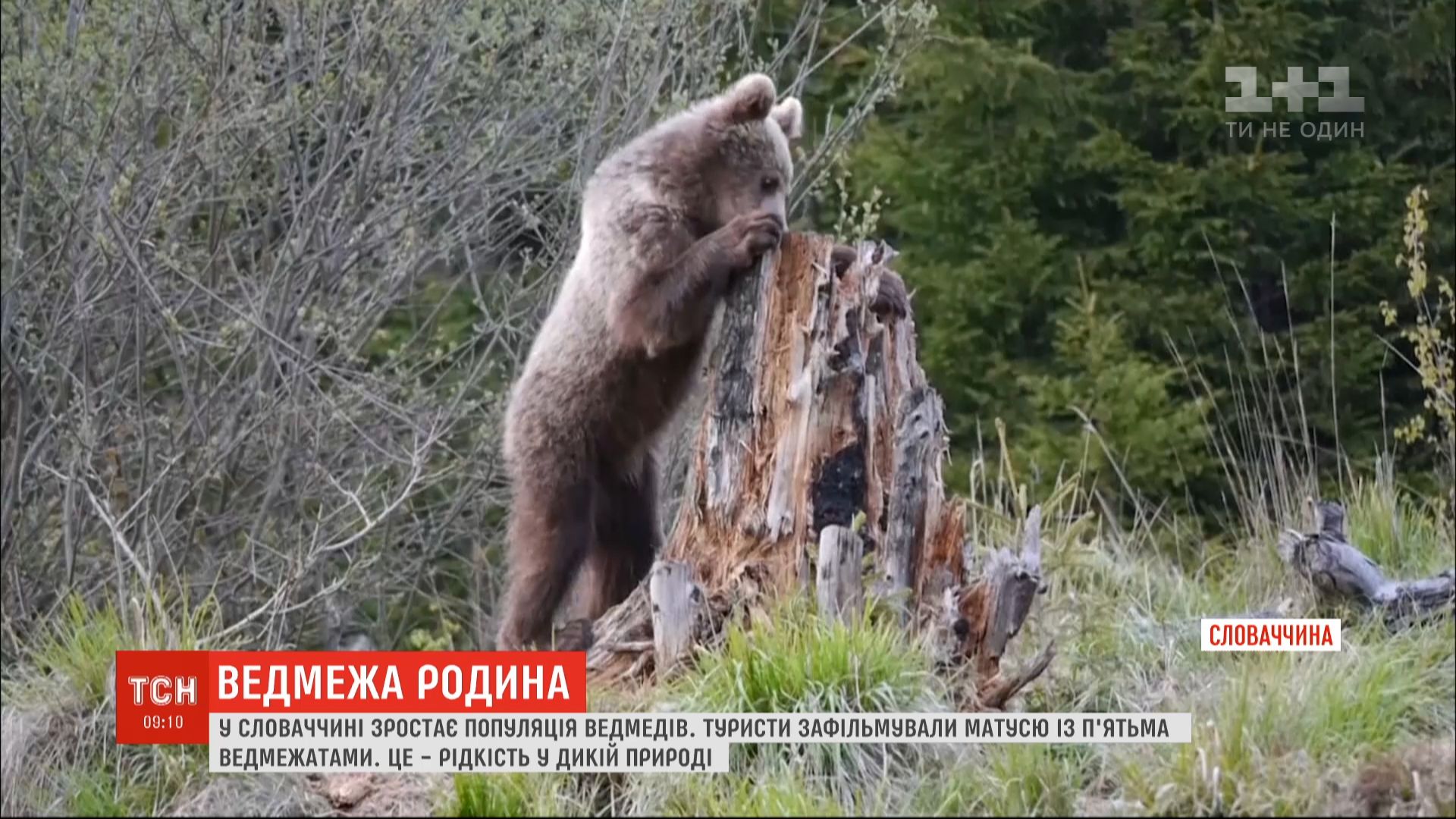 Редкость в дикой природе: в Словакии туристы засняли медведицу с пятью  медвежатами