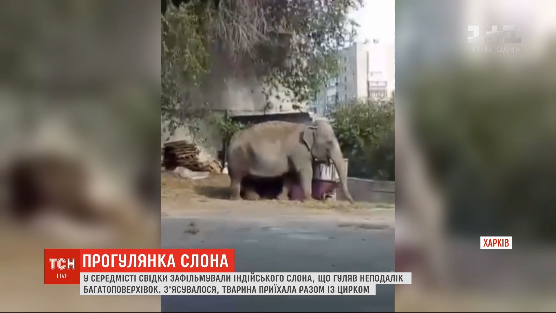 В Харькове горожане засняли слона, который гулял возле многоэтажек