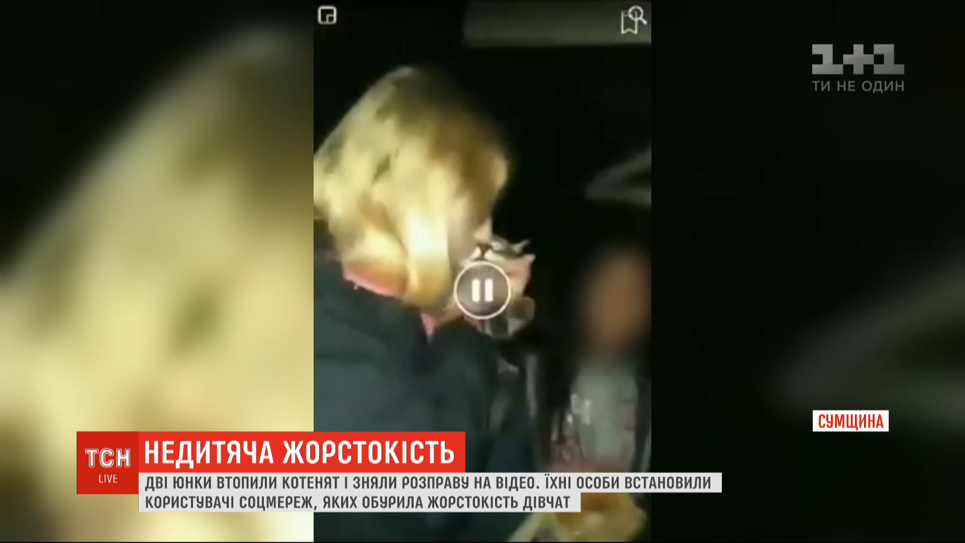 В Сумах две девушки утопили в колодце котят и сняли расправу на видео