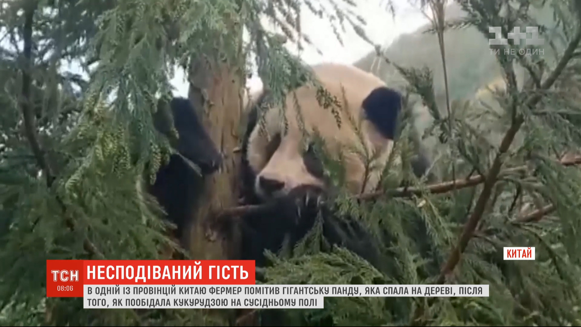 В Китае гигантская панда наелась кукурузы с поля фермера и уснула на дереве