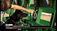В Ивано-Франковске кинологи обучают полицейских собак с помощью игр