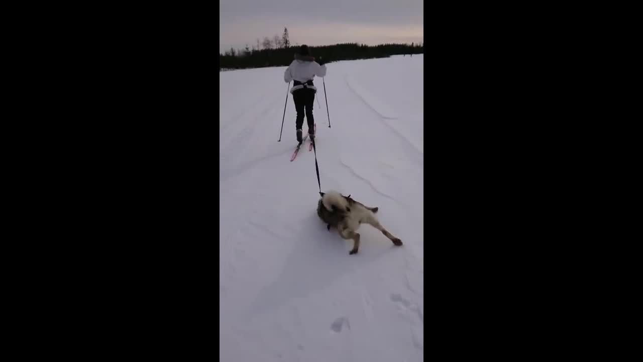 Сеть рвет забавное видео с псом-