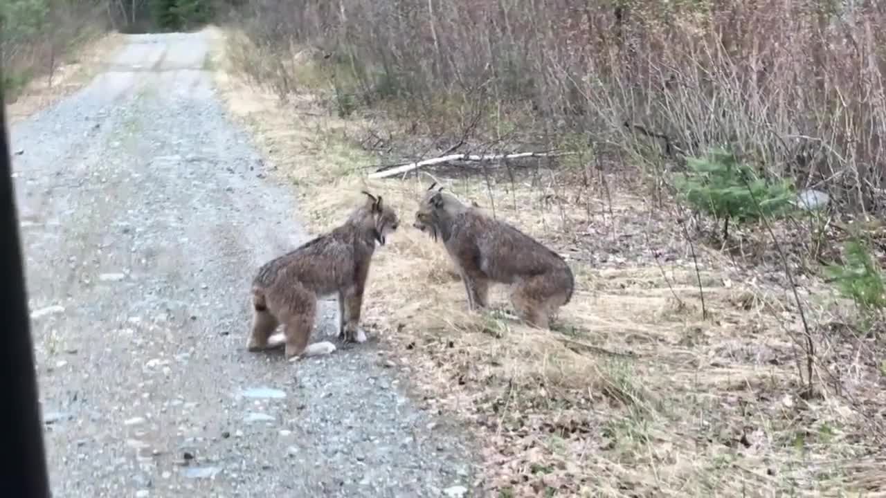 Орущие друг на друга рыси