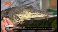 В Виннице на собственной ферме выращивают 10 видов крокодилов