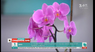 Шокова терапія для орхідеї: що робити, якщо квітка не хоче цвісти