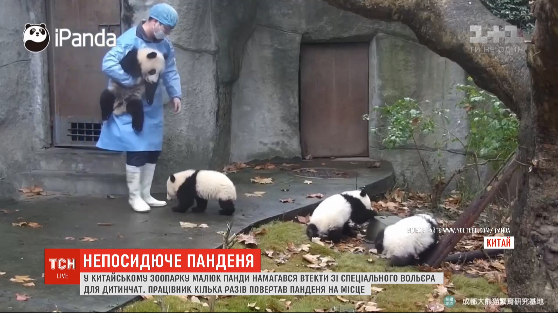 В сети набирает популярность видео, как малыши панды пытаются убежать из  вольера