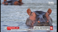 День бегемота: цікаві факти про найнебезпечнішу тварину Африки