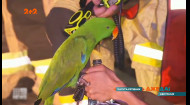 Як папуга врятував життя чоловіка в Австралії