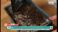 Как правильно приготовить почву для рассады – Сниданок на даче
