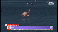 Розовые фламинго прилетели в Украину: где их искать