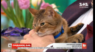 Лагідний котик Борис шукає турботливу родину