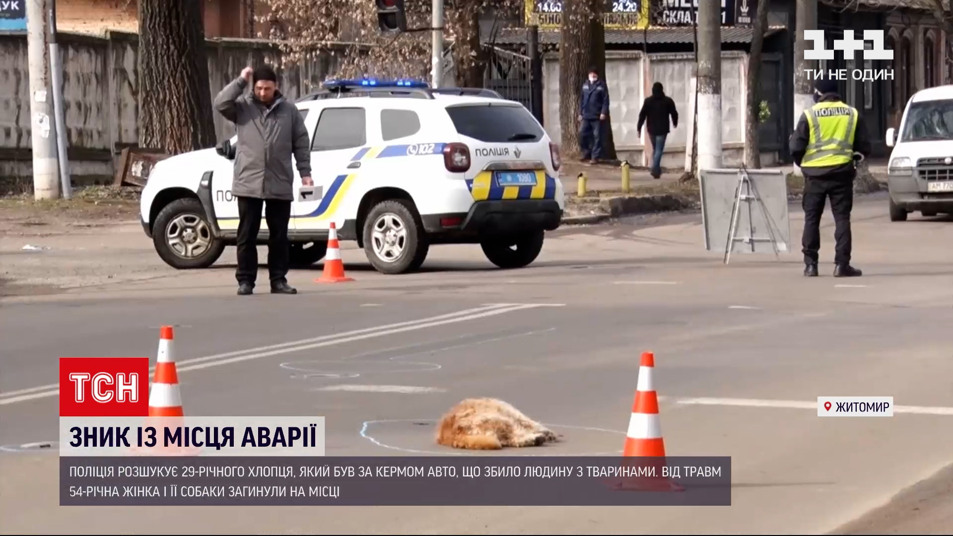 Новости Украины: в Житомире продолжаются поиски водителя, который сбил  женщину и двух собак