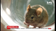 Як живуть лабораторні миші та як вони допомагають рятувати життя людей