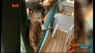 В Австралії перестали пускати до одного з пабів з тваринами страусів Ему, бо вони крадуть їжу