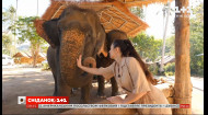 Мій путівник. Таїланд – незвичні традиції країни та душ із слонами