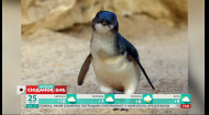 Всесвітній день пінгвінів: декілька фактів про цих пухнастих пташок