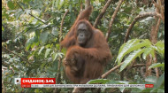 “Лісова людина”: що варто знати про орангутанів