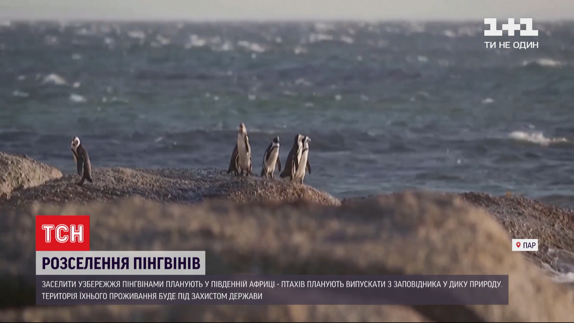 Побережье ЮАР заселят пингвины - видео — УНИАН