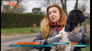 Открытую охоту на собак переживает Великобритания