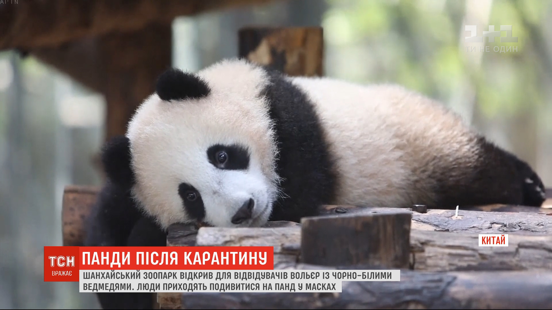 Шестимесячнную пандочку показали посетителям зоопарка в Шанхае