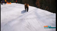 На горнолыжном курорте в Румынии лыжный инструктор спас своих подопечных от медведя
