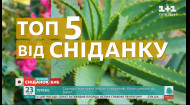 ТОП 5 домашніх рослин, що здатні покращити якість життя людини