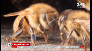 Скільки бджіл працюють на одну ложечку меду – Поп-наука