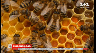 Україна стала лідером з експорту меду – Економічні новини