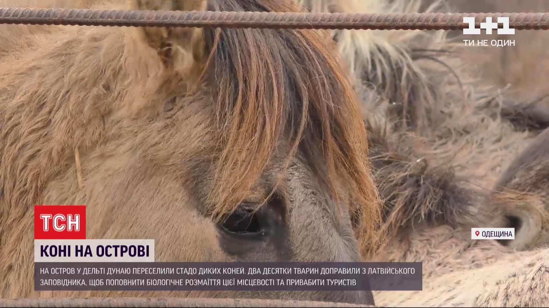 Пополнение на острове Ермаков - из латвийского заповедника туда завезли  стадо диких лошадей