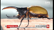 Одна из самых сильных животных в мире – интересные факты о жуке-геркулеса