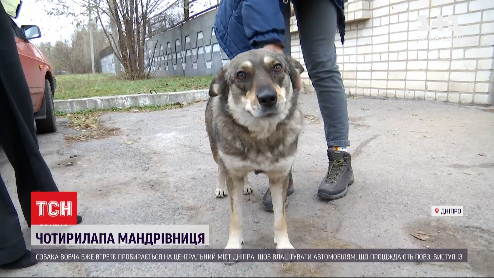 Собака на мосту: в Днепре четырехлапая преодолевает шесть километров, что  полаять на переправе