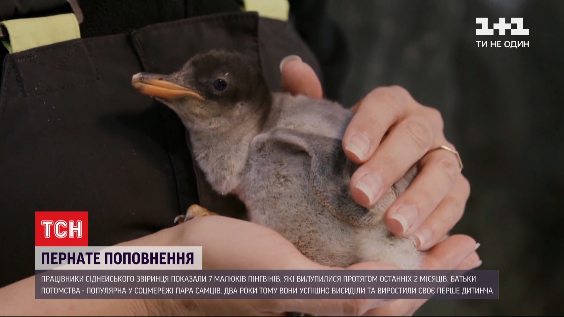 У пары пингвинов-геев родилось семеро малышей - видео — УНИАН