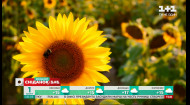 Міжнародний день соняшника: шо означає соняшник мовою квітів